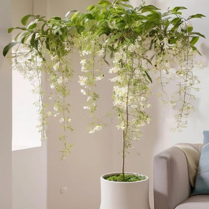 Buy 2 Get 1 Free | Trailing Jasmine Seeds – Easy Grow, Fragrant Blooms for Home & Balcony-tss