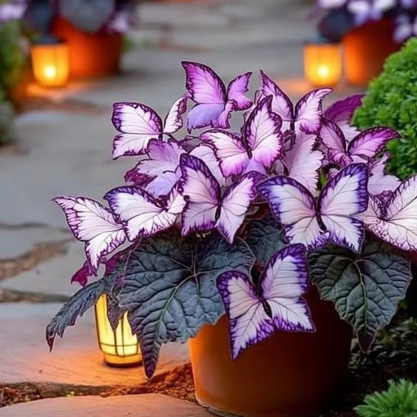 Butterfly Leaf Hosta Seeds-Unique ResemblingButterfly Wings-Shade-LovingPerennial for Garden Borders& Landscaping-wsm