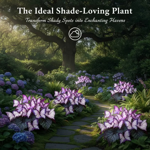 Butterfly Leaf Hosta Seeds-Unique ResemblingButterfly Wings-Shade-LovingPerennial for Garden Borders& Landscaping-wsm