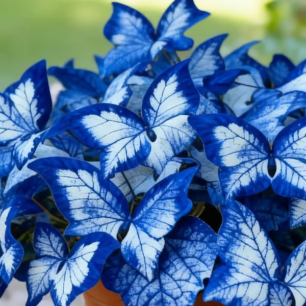 Butterfly Leaf Hosta Seeds-Unique ResemblingButterfly Wings-Shade-LovingPerennial for Garden Borders& Landscaping-wsm