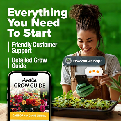【Mother’s Day Gift】Avellia Zinnia Seeds - Pure Seeds - No Filler - USA Heirloom Flower Seeds-tss