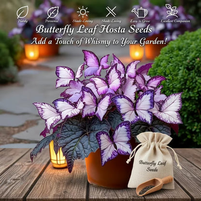 Butterfly Leaf Hosta Seeds-Unique ResemblingButterfly Wings-Shade-LovingPerennial for Garden Borders& Landscaping-wsm