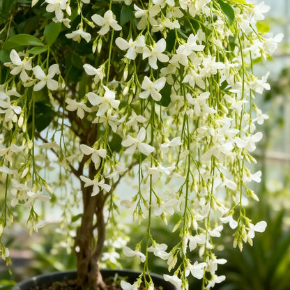 Buy 2 Get 1 Free | Trailing Jasmine Seeds – Easy Grow, Fragrant Blooms for Home & Balcony-tss