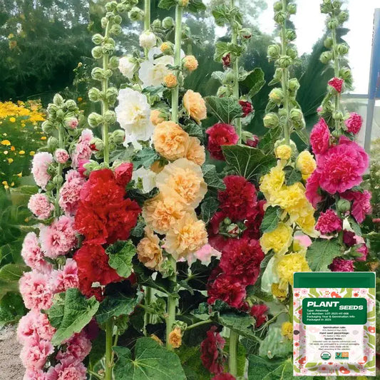 200pcs Double Hollyhock Seeds 'Radiant Rose’ - Mixed Colors, Non-GMO Heirloom, Hardy Biennial for Vibrant & Tall Blooms Plant Garden Outdoor Flower Pot Decorative Tulip-tss
