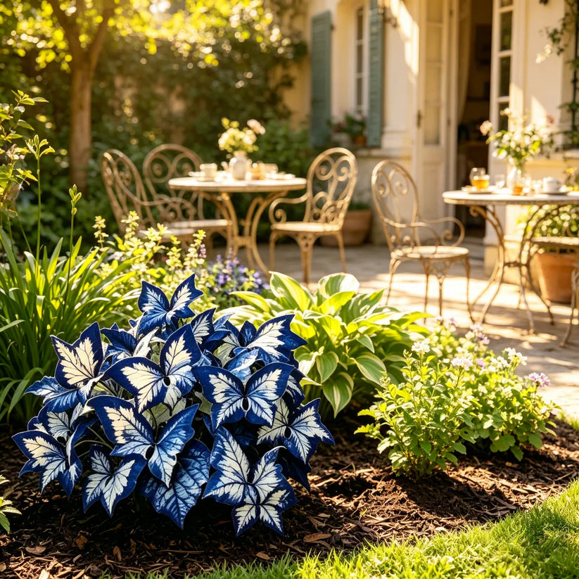 Butterfly Leaf Hosta Seeds-Unique ResemblingButterfly Wings-Shade-LovingPerennial for Garden Borders& Landscaping-wsm