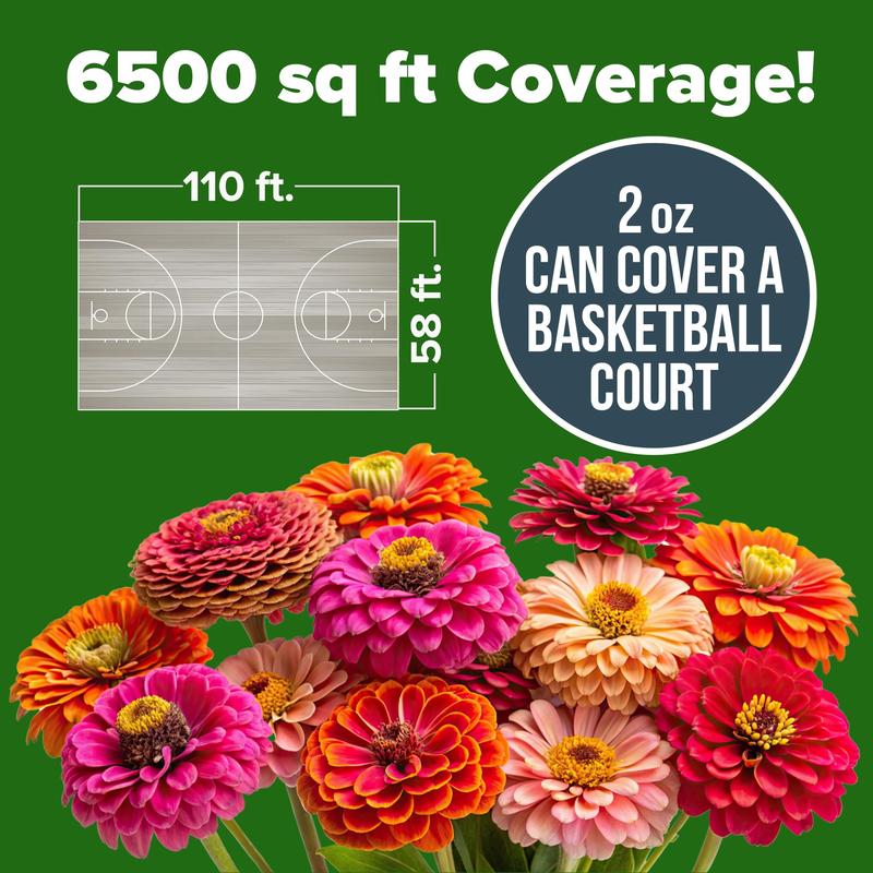 【Mother’s Day Gift】Avellia Zinnia Seeds - Pure Seeds - No Filler - USA Heirloom Flower Seeds-tss