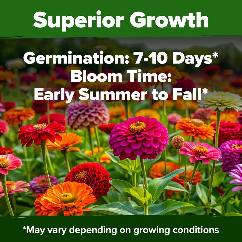 【Mother’s Day Gift】Avellia Zinnia Seeds - Pure Seeds - No Filler - USA Heirloom Flower Seeds-tss