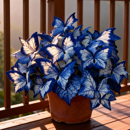 Butterfly Leaf Hosta Seeds-Unique ResemblingButterfly Wings-Shade-LovingPerennial for Garden Borders& Landscaping-wsm