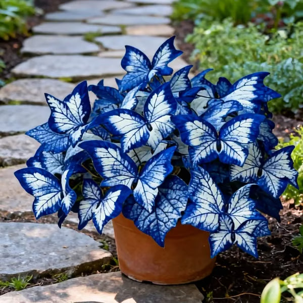 Butterfly Leaf Hosta Seeds-Unique ResemblingButterfly Wings-Shade-LovingPerennial for Garden Borders& Landscaping-wsm